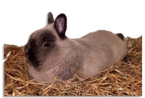 אספספת לעומת חציר