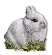 ארנב ננסי תזונה