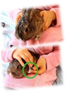 החזרת ארנב ננסי בעת גזיזת ציפורניים