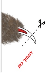 ארנב ננסי ציפורניים